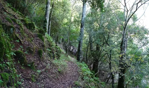 Image for the story: Sierra de Hornachuelos Natural Park opens a room about the skies of Sierra Morena