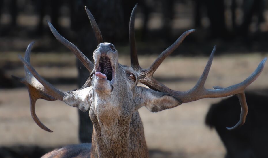 Image for the story: The deer rut reaches its final phase in the Sierra de los Filabres