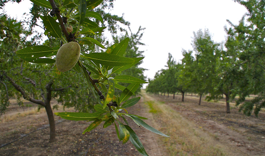 Imagen de la noticia: La Junta destina 10 millones a los almendros helados en Almería, Granada, Jaén y Málaga