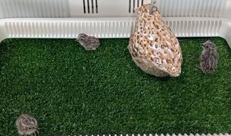 Imagen de la noticia: Nacen seis torillos andaluces en Jerez, la primera cría de una especie extinguida en España