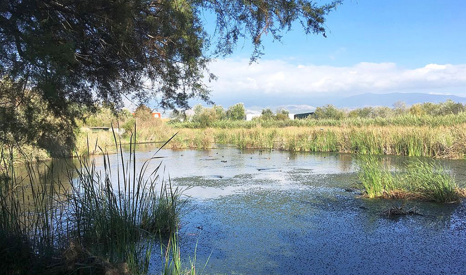 Imagen de la noticia: La Charca de Suárez de Motril será Zona de Especial Protección para las Aves